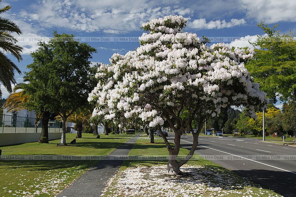 Rhododendron street tree