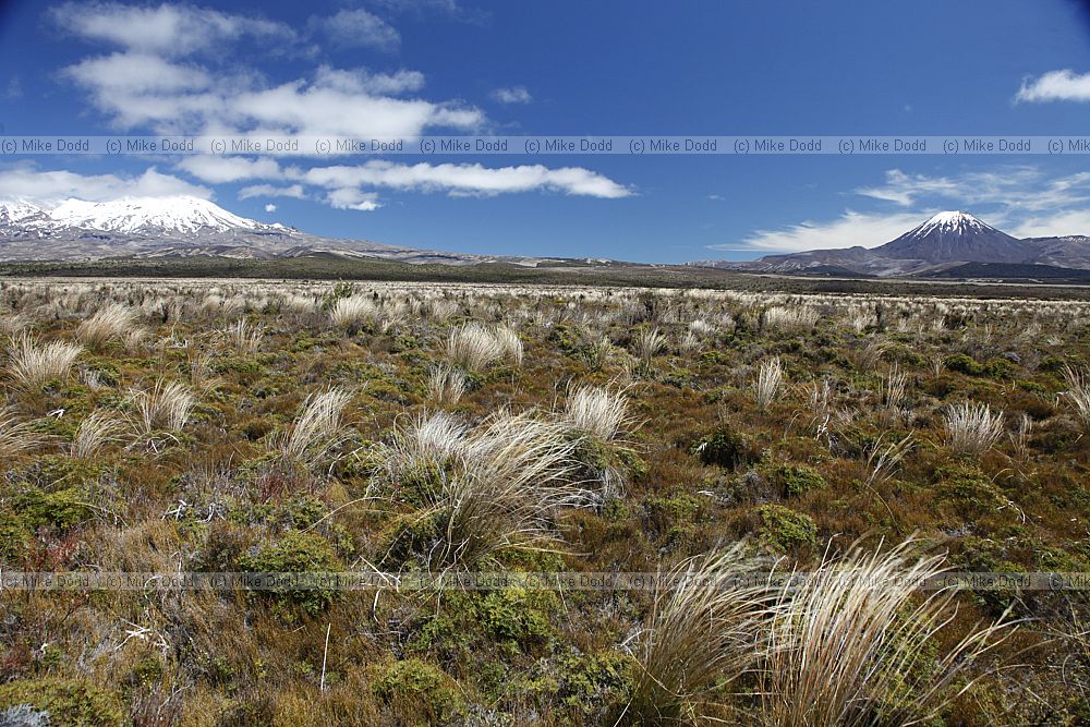 Tongariro National Park