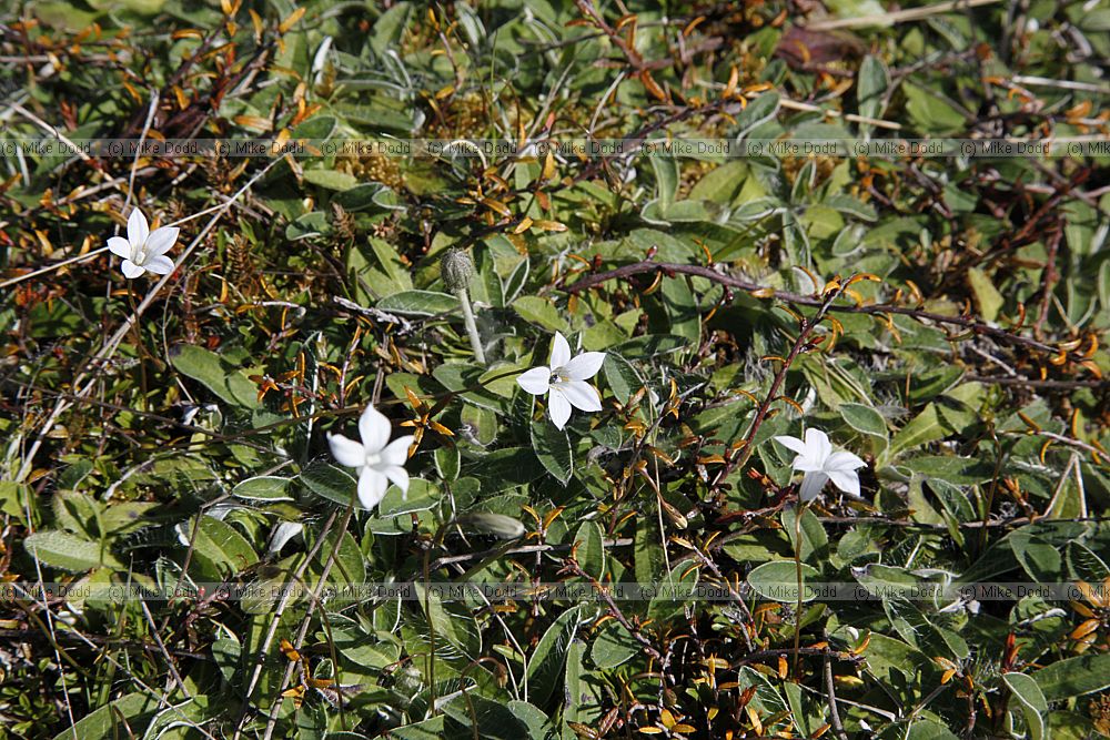 Wahlenbergia also-marginata White flowers