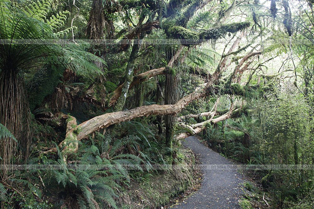 Fuchsia excorticata Tree fuchsia along path with epiphytes