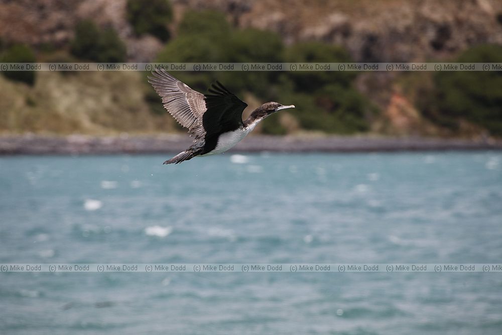 Leucocarbo chalconotus Stewart Island shag