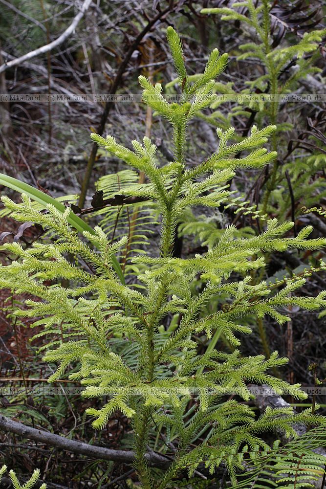 Lycopodium deuterodensum Bushy clubmoss