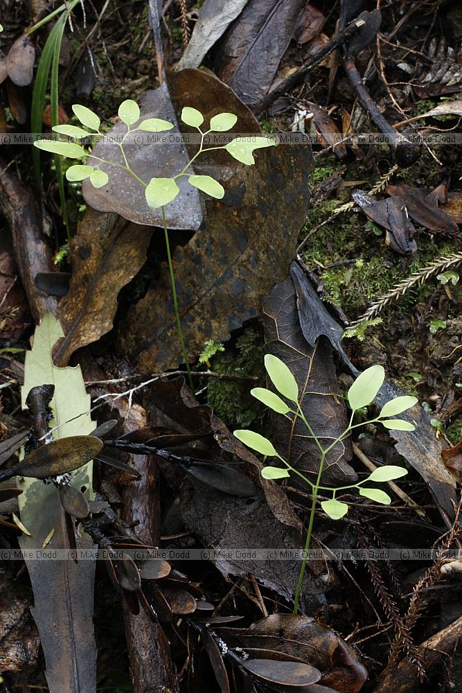 Lygodium articulatum