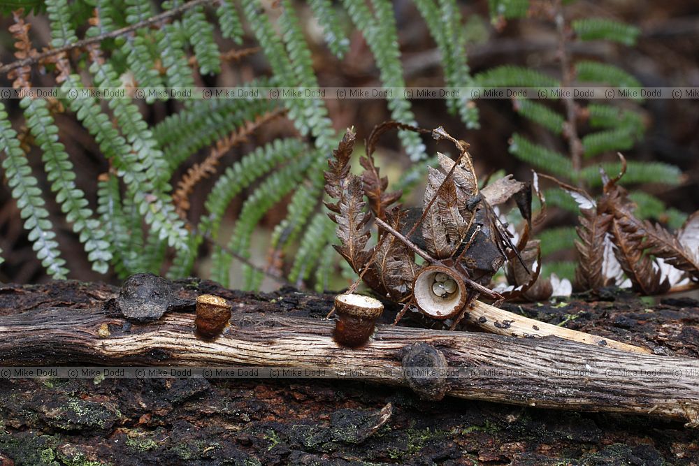 Crucibulum laeve (?) Birds nest fungus