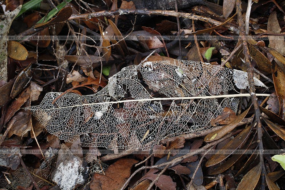 Leaf skeleton