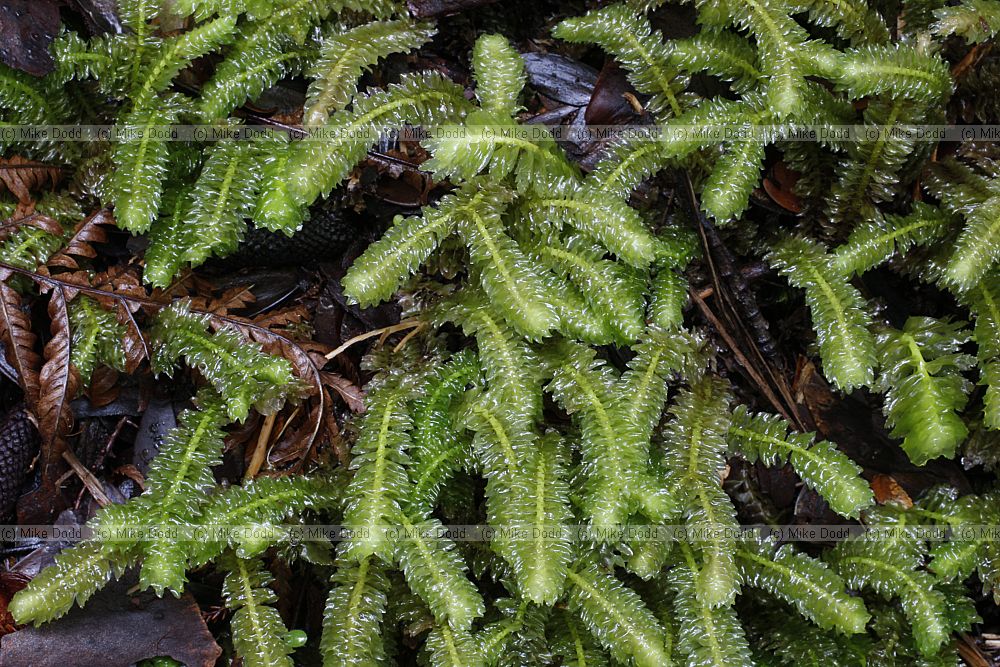 Schistochila sp liverwort