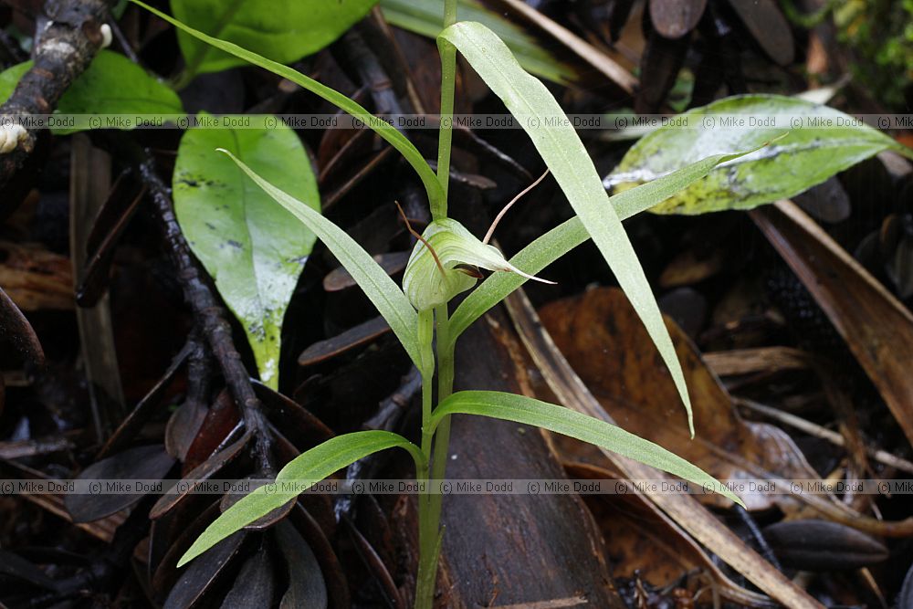 Pterostylis banksii Tutukiwi