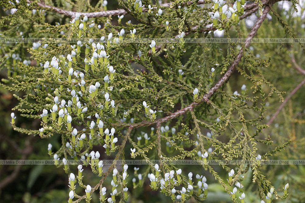 Dacrycarpus dacrydioides Kahikatea