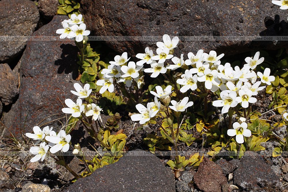 Ourisia vulcanica Mountain Foxglove (?)