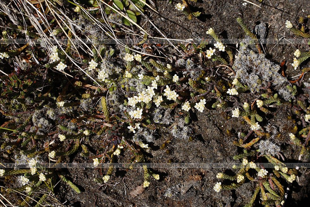 Kelleria dieffenbachii