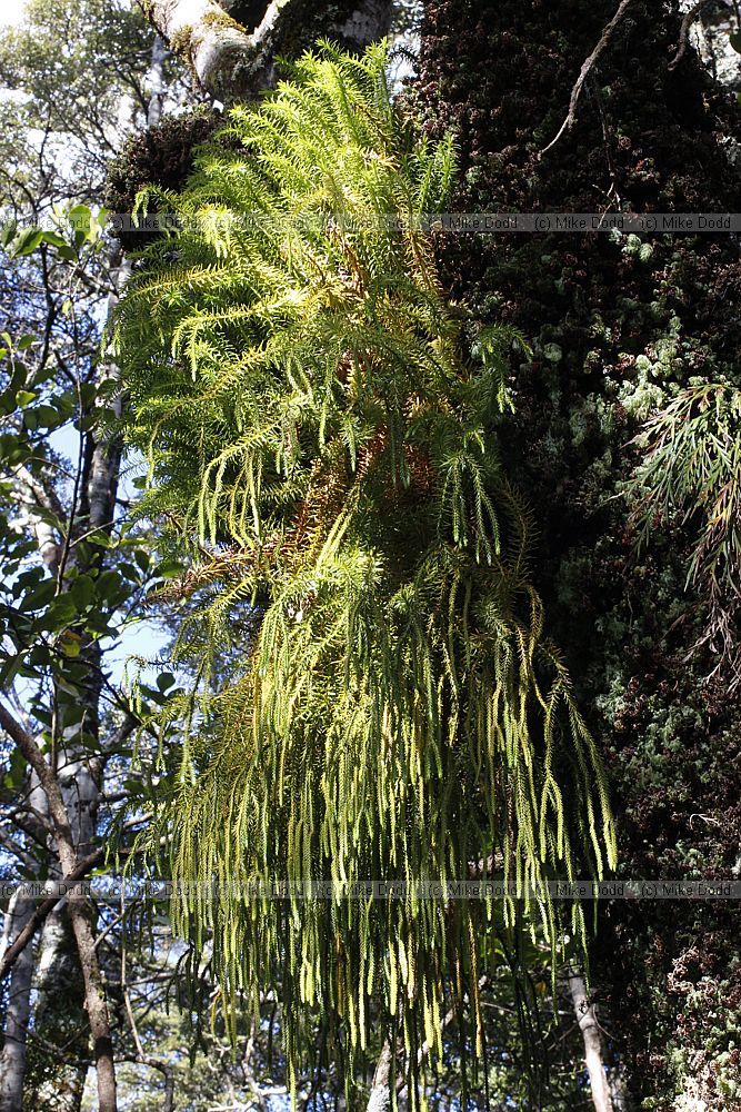 Phlegmariurus varius