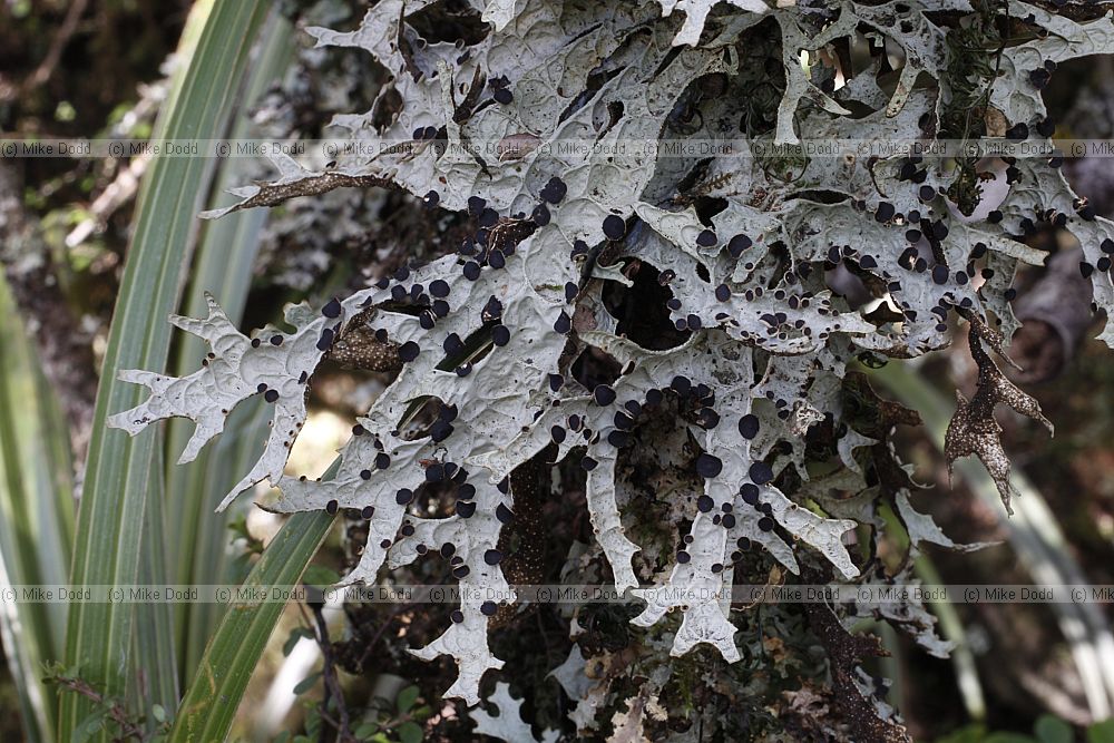 Pseudocyphellaria faveolata