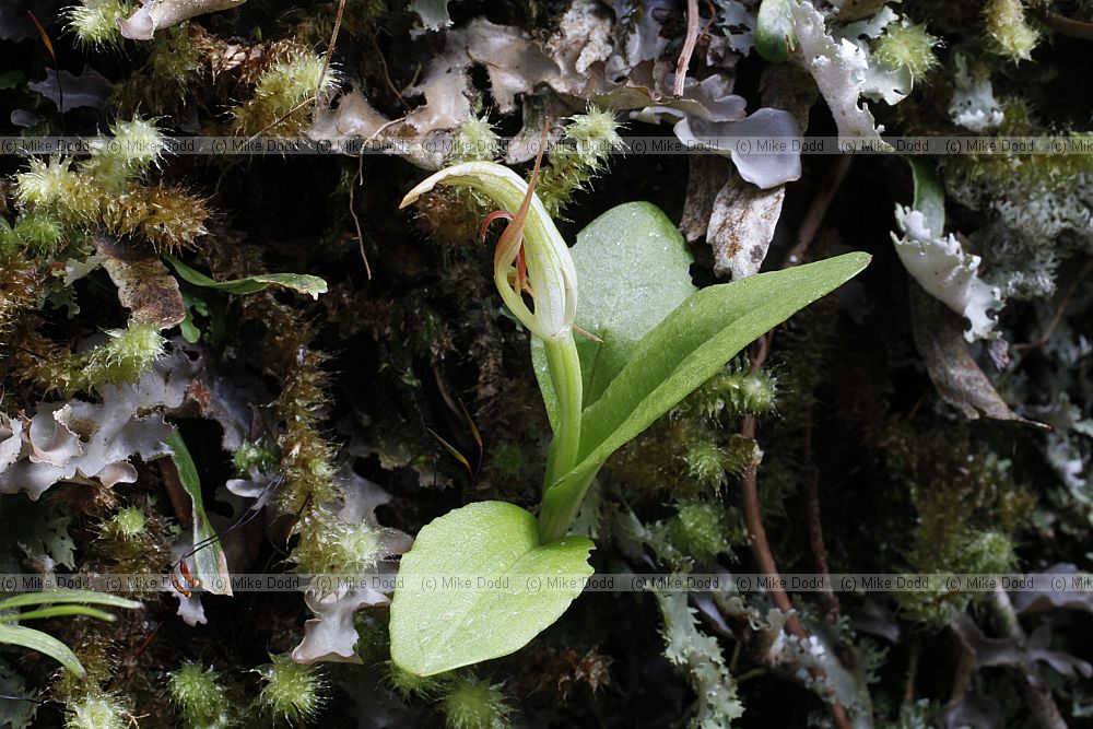 Pterostylis humilis Greenhood