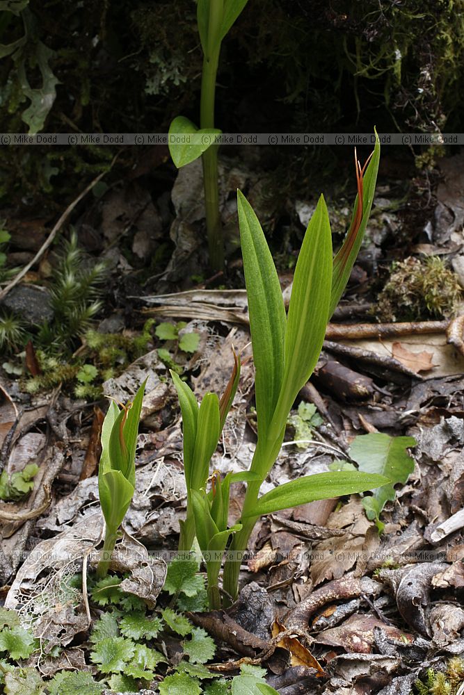 Pterostylis cardiostigma Greenhood