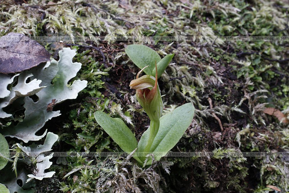 Pterostylis humilis Greenhood