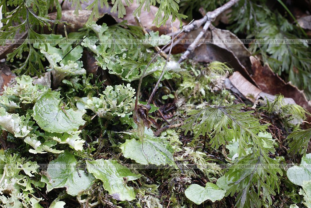Nematoceras acuminatum Dancing Spider Orchid