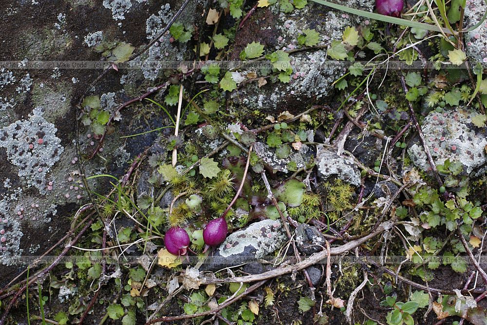 Lobelia angulata Panakenake
