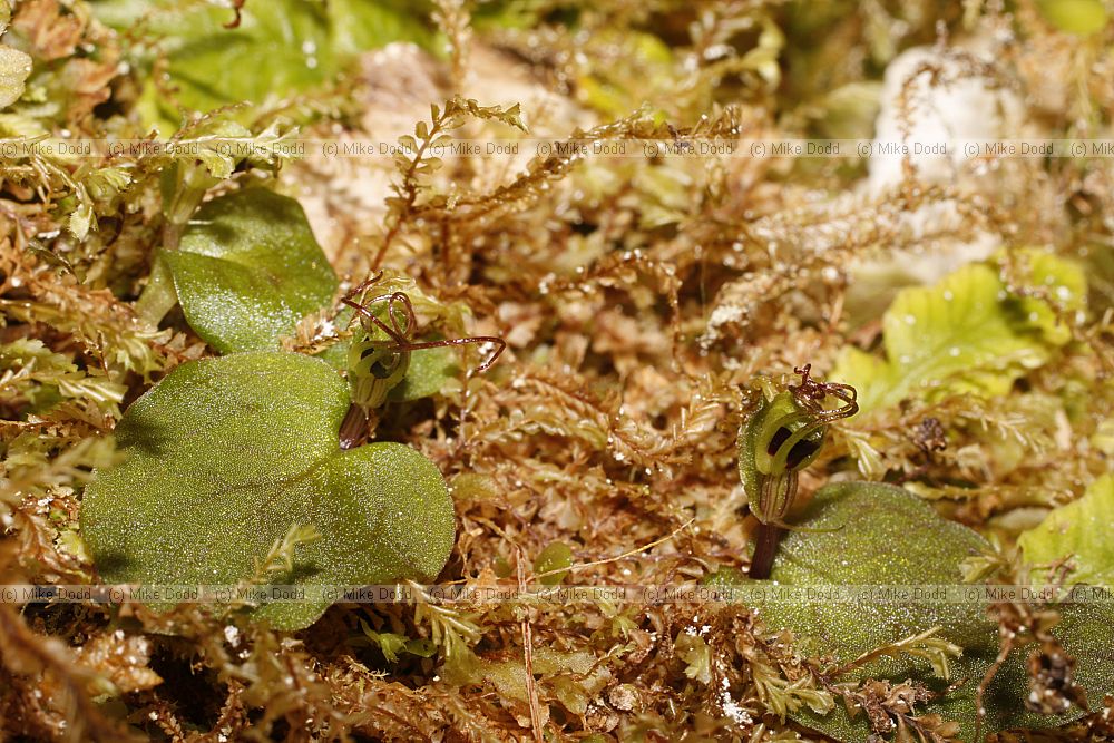 Nematoceras acuminatum Dancing Spider Orchid