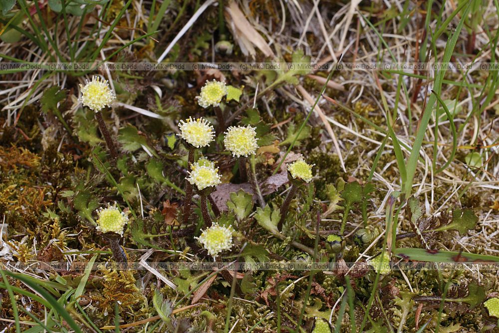 A Leptinella but not sure which species
