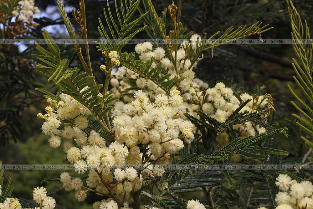 Acacia dealbata Silver wattle