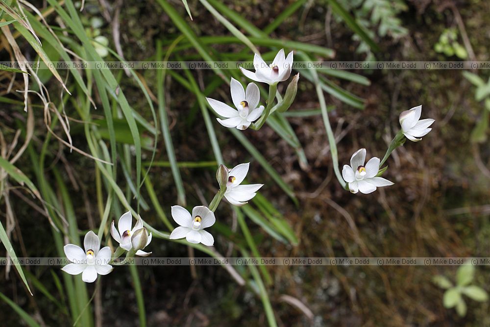 Thelymitra longifolia Common Sun Orchid