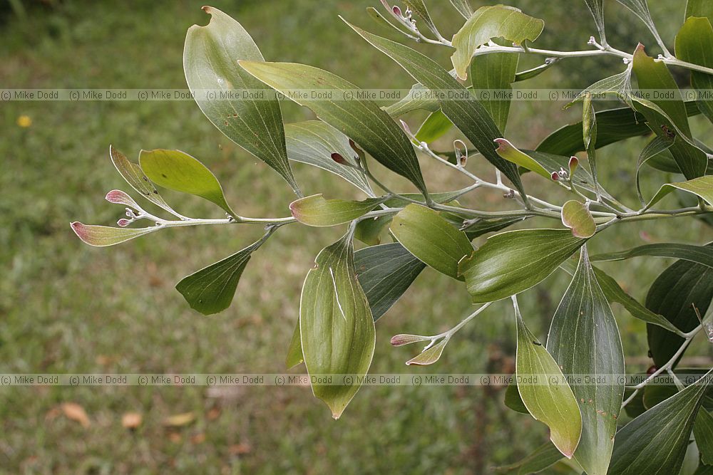 Acacia melanoxylon Australian Blackwood