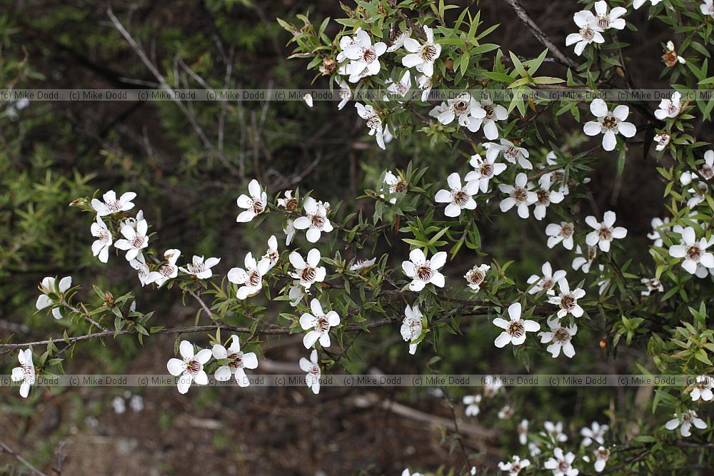 Leptospermum scoparium Manuka