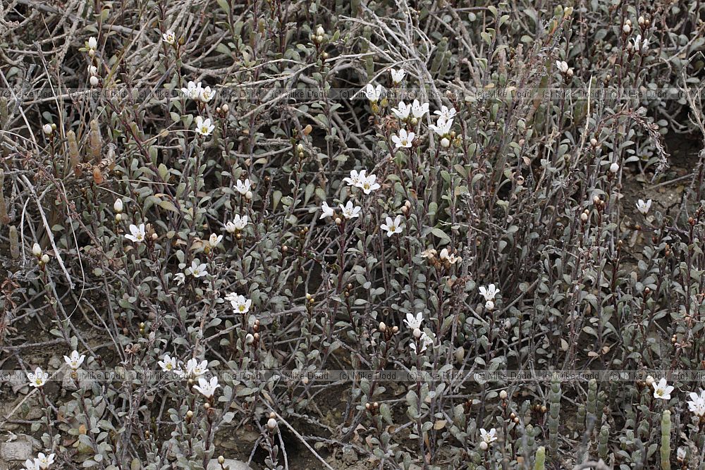 Samolus repens Maakoako