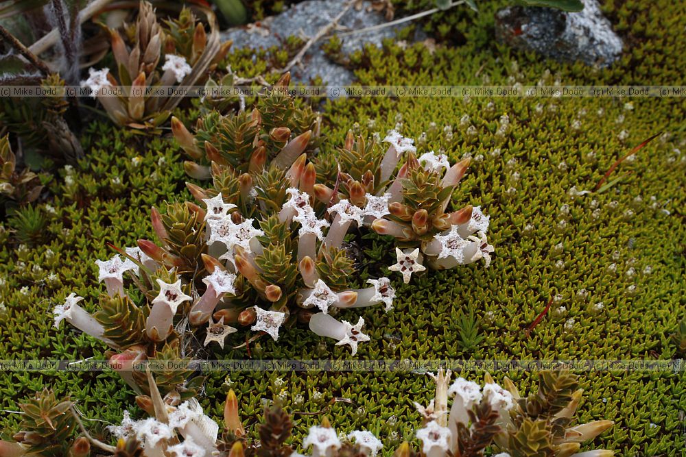 Leucopogon fraseri Patotara