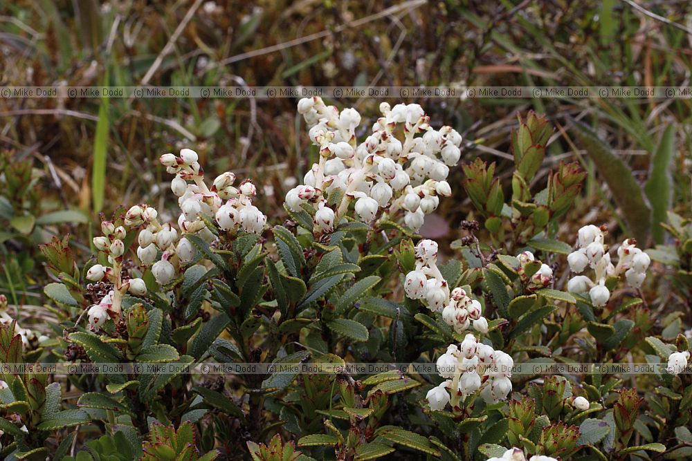 Gaultheria crassa