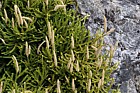 Lycopodium scariosum Creeping club moss