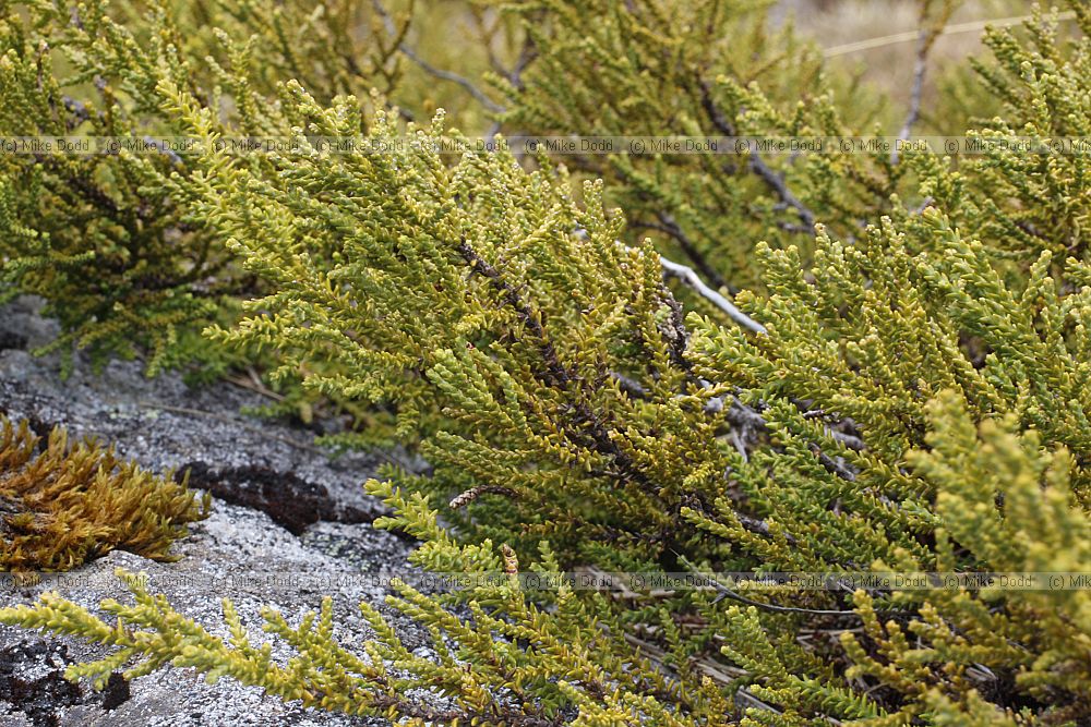Halocarpus bidwillii Bog Pine