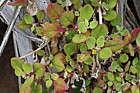 Tetragonia implexicoma Bower spinach
