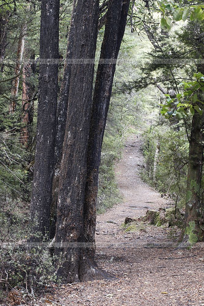 Sooty mould on Fuscospora southern beech trees the white hair like structures are the anal tubes of Ultracoelostoma scale insects that secrete honeydew that the mould grows on