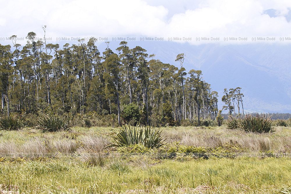 Kahikatea swamp forest