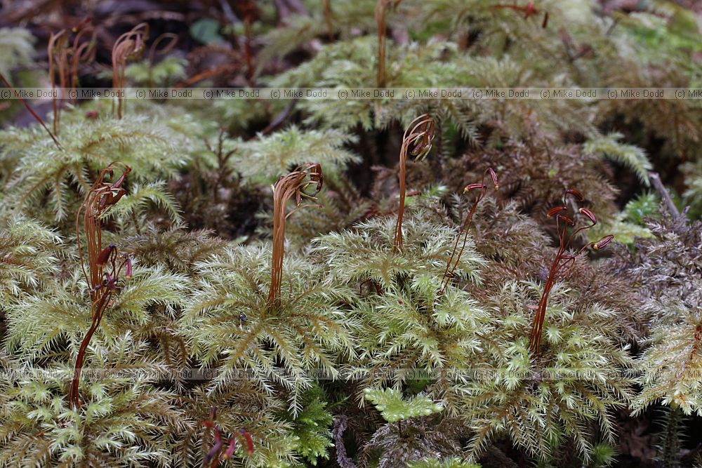 Hypnodendron spininervium