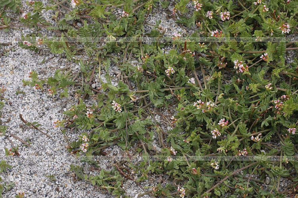 Ornithopus perpusillus Birdsfoot