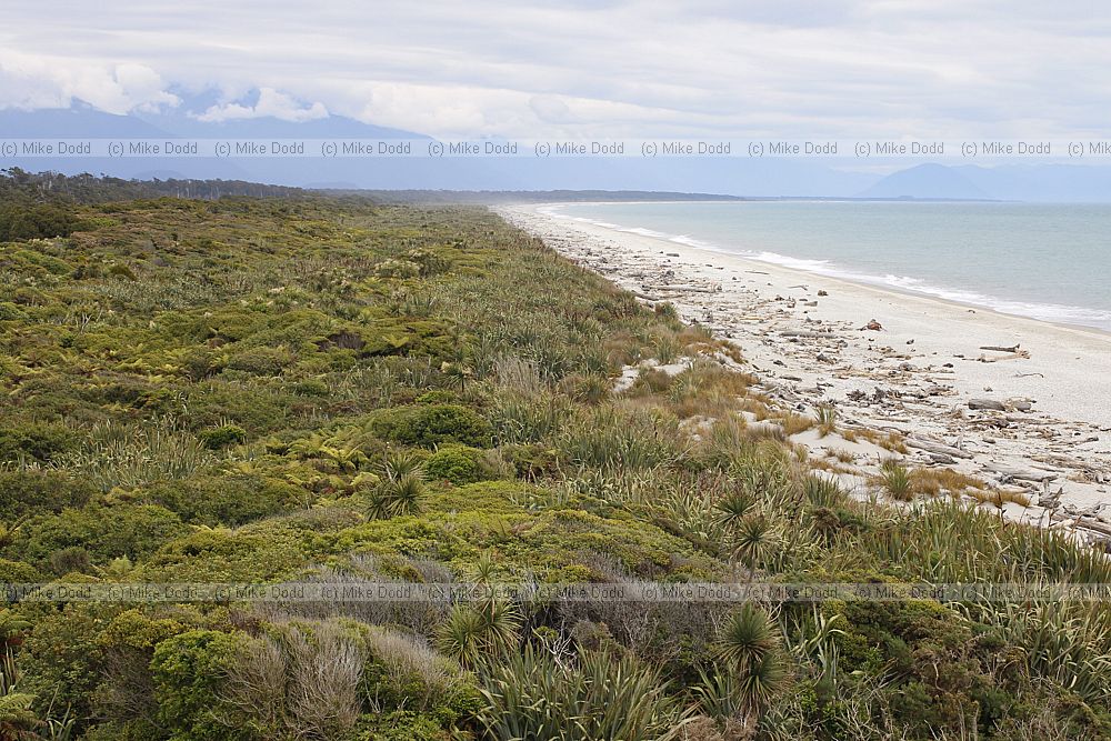 Dune vegetation going towards forest 2013
