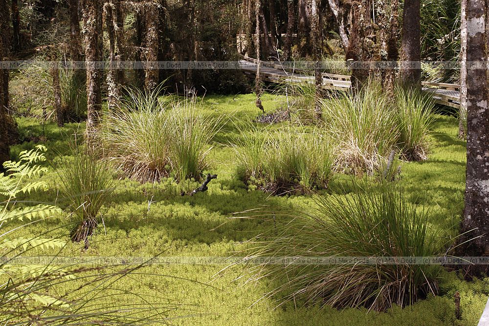 Swamp forest with Myriophyllum aquaticum Parrot feather