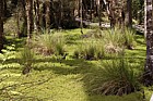 Swamp forest with Myriophyllum aquaticum Parrot feather