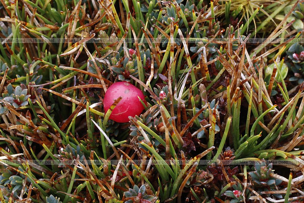 Pentachondra pumila red berry