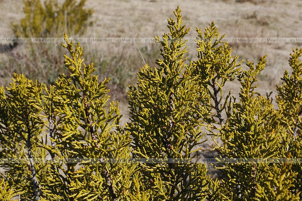 Halocarpus bidwillii