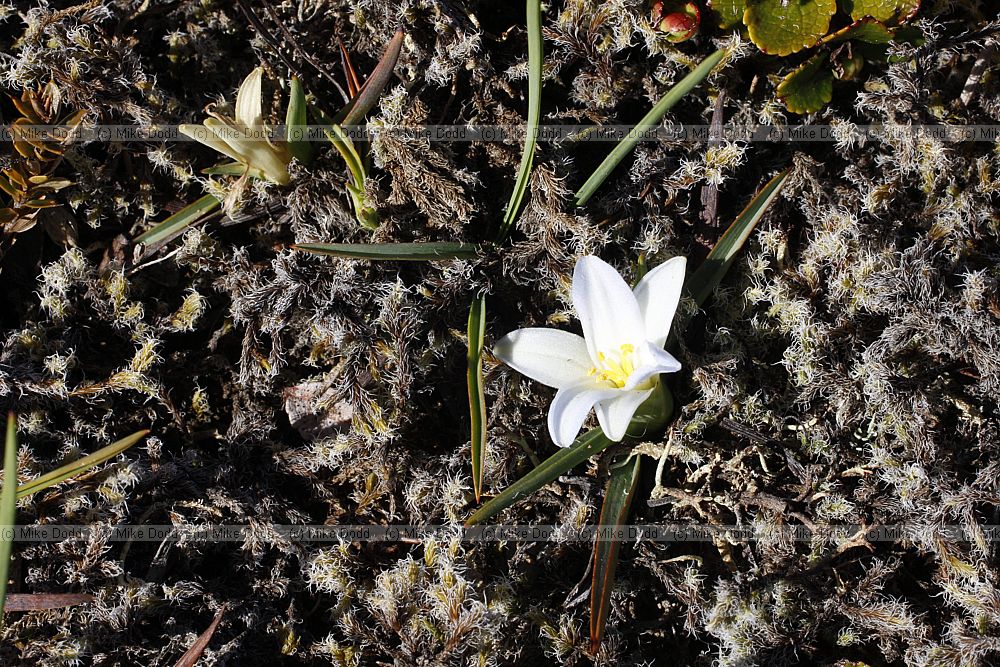 Herpolirion novae-zelandiae Sky Lily