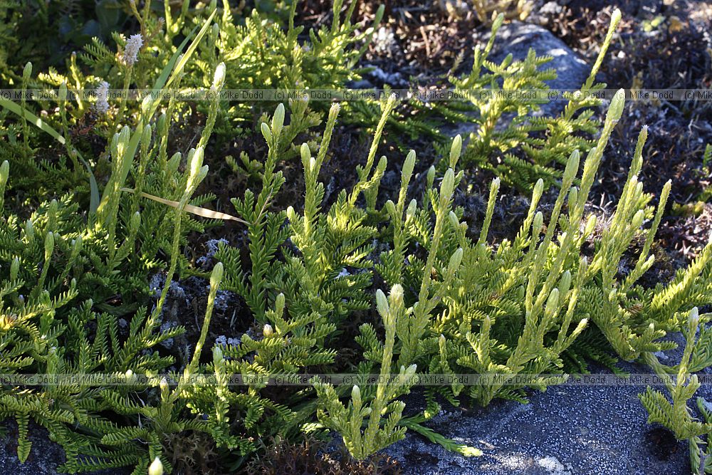 Lycopodium scariosum Creeping club moss