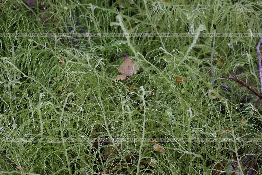 Lepidozia microphylla