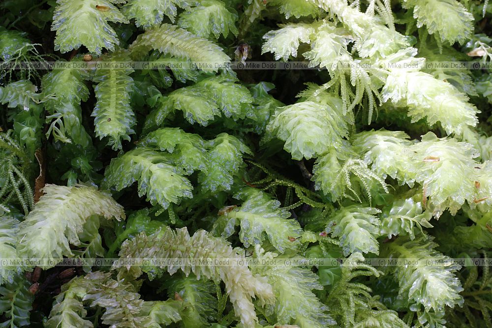 Schistochila appendiculata Liverwort