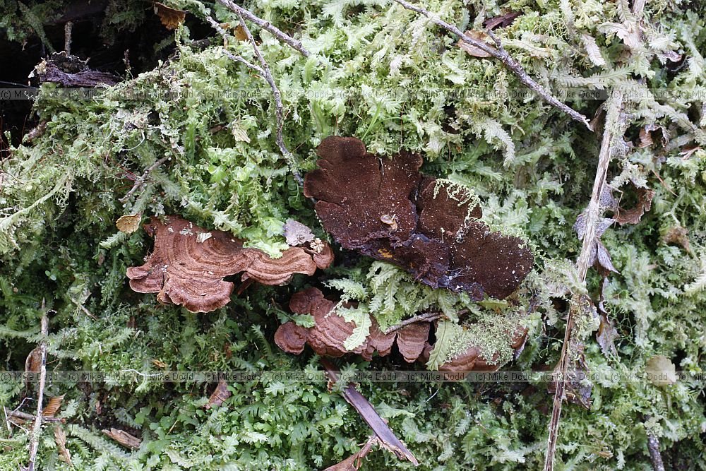 Trametes sp.