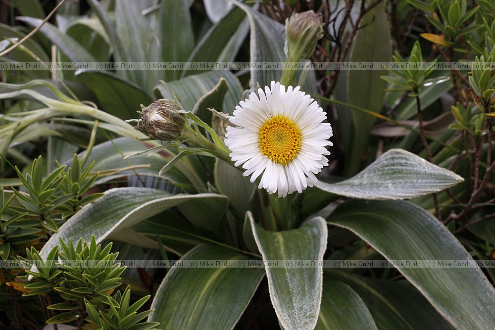 Celmisia ciriacea Large mountain daisy