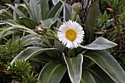 Celmisia ciriacea Large mountain daisy