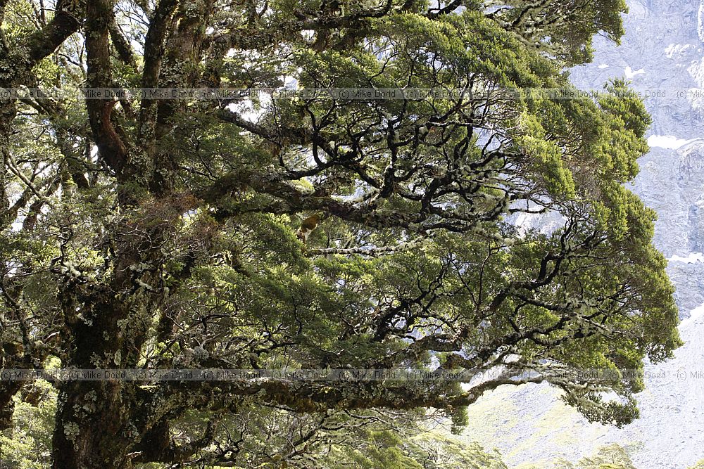 Fuscospora cliffortioides Mountain beech